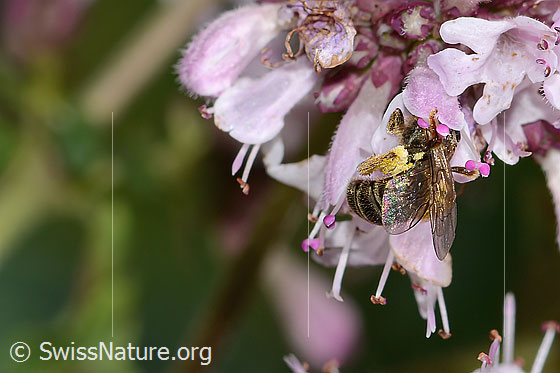 Photo: Probably Lasioglossum leucozonium on Origanum vulgare. Length 8mm. Female. View diagonally from behind.