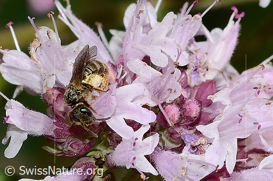 Foto: Wahrscheinlich Weissbinden-Schmalbiene (Lasioglossum leucozonium) auf Echtem Dost (Origanum vulgare). Länge 8mm. Weibchen. Ansicht von seitlich vorne.