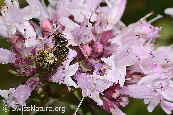 Photo: Probably Lasioglossum leucozonium on Origanum vulgare. Length 8mm. Female. View from the side.