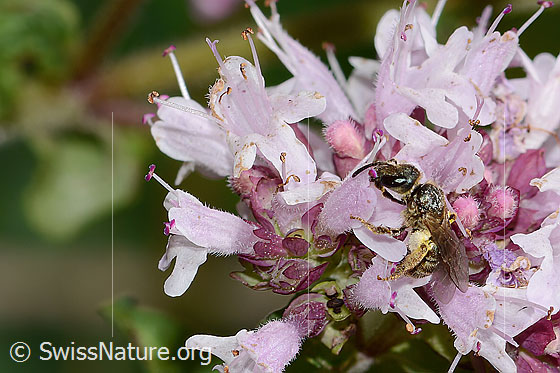 Photo: Probably Lasioglossum leucozonium on Origanum vulgare. Length 8mm. Female. View diagonally from the front.