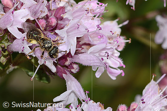 Photo: Probably Lasioglossum leucozonium on Origanum vulgare. Length 8mm. Female. View from above.