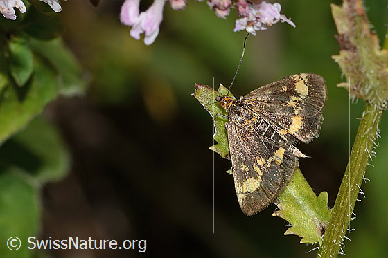 Goldzünsler (Pyrausta aurata)