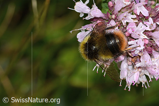 Foto: Wiesenhummel (Bombus pratorum) an Echtem Dost (Origanum vulgare). Länge 14mm. Ansicht von hinten.
