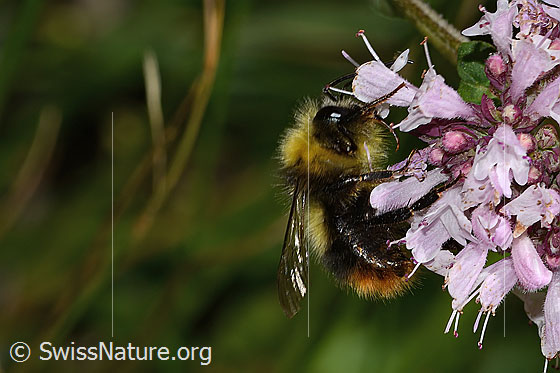 Foto: Wiesenhummel (Bombus pratorum) an Echtem Dost (Origanum vulgare). Länge 14mm. Ansicht von der Seite.
