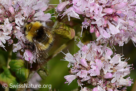 Foto: Wiesenhummel (Bombus pratorum) an Echtem Dost (Origanum vulgare). Länge 14mm. Ansicht von vorne oben.