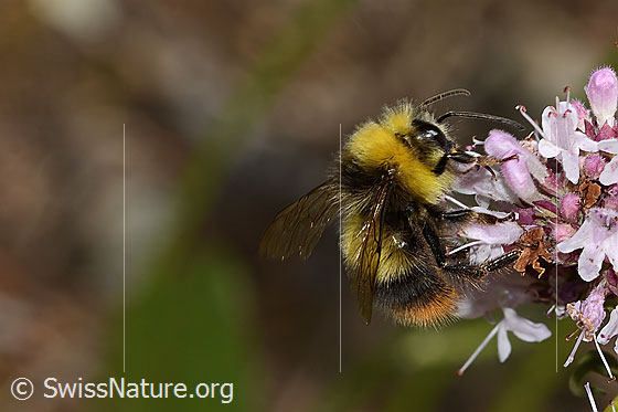 Photo: Bombus pratorum on Origanum vulgare. Length 14mm. View from the side.