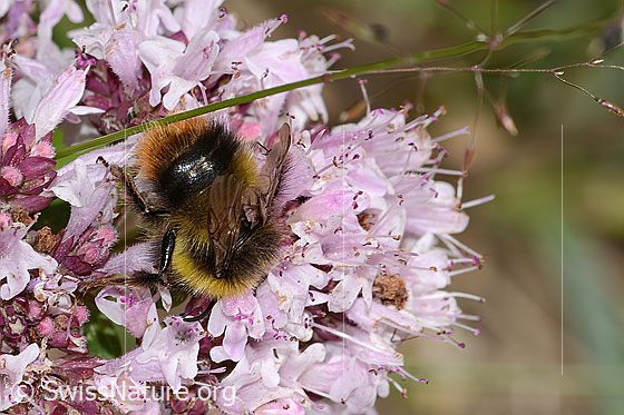 Foto: Wiesenhummel (Bombus pratorum) an Echtem Dost (Origanum vulgare). Länge 14mm. Ansicht von schräg hinten.