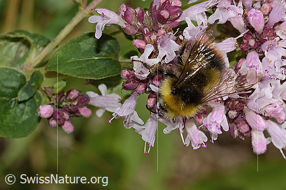 Foto: Wiesenhummel (Bombus pratorum) an Echtem Dost (Origanum vulgare). Länge 14mm. Ansicht von oben.