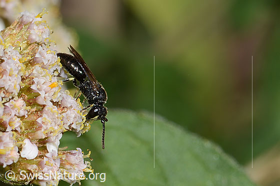 Photo: Probably Hylaeus communis on Achillea millefolium. Length 7mm. Female. View from the side.