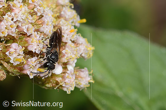 Photo: Probably Hylaeus communis Achillea millefolium. Length 7mm. Female. View from the side above.