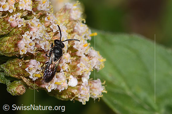 Foto: Wahrscheinlich Gewöhnliche Maskenbiene (Hylaeus communis) an Gemeiner Schafgarbe (Achillea millefolium). Länge 7mm. Weibchen. Ansicht von schräg oben.