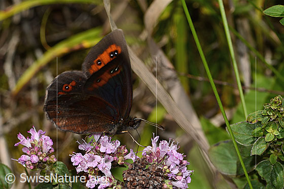Photo: Erebia aethiops on Origanum vulgare. Wings little open. View from the side.