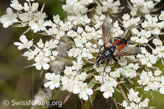 Rotgefleckte Raupenfliege (Eriothrix rufomaculatus) auf Wilder Möhre (Daucus carota ssp. carota)