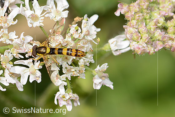 Photo: Sphaerophoria scripta on Daucus carota ssp. Carota. Length 9 - 12mm. Male. View from diagonally above.