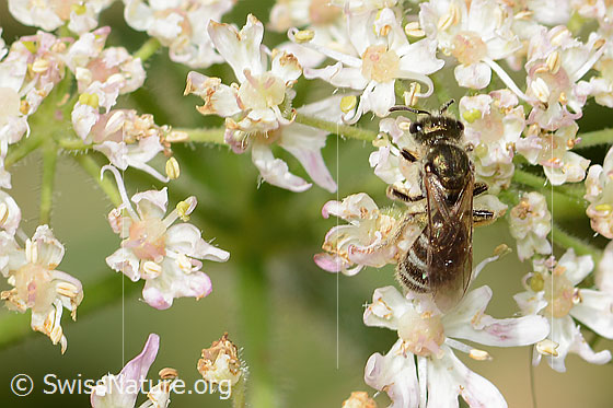 Photo: Lasioglossum morio on aucus carota ssp. carota. Length 6 - 7mm. Female. View from above.