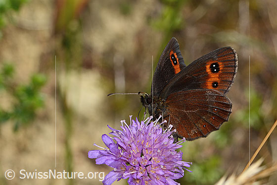Graubindiger Mohrenfalter (Erebia aethiops) auf Wald-Witwenblume (Knautia dipsacifolia)
