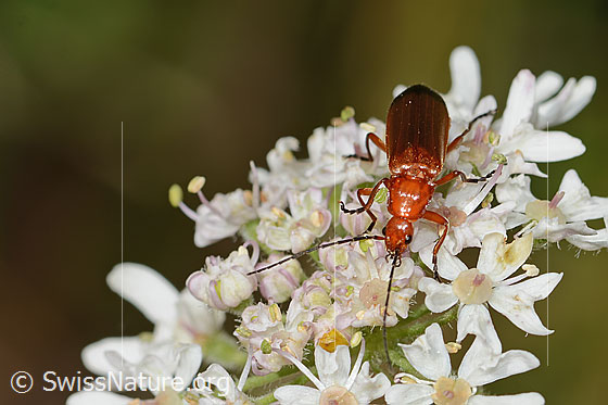 Rotgelber Weichkäfer (Rhagonycha fulva) auf Wilder Möhre (Daucus carota ssp. carota)