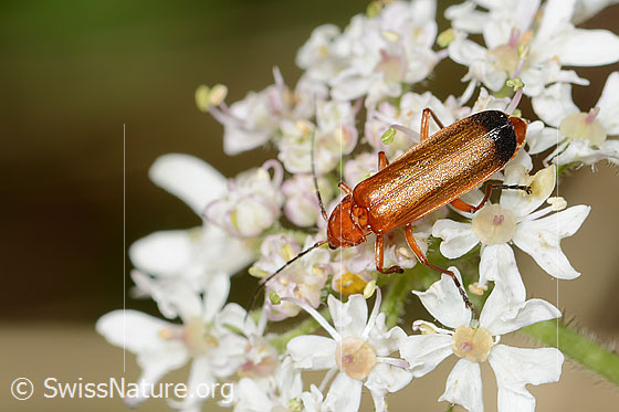Foto: Rotgelber Weichkäfer (Rhagonycha fulva) auf Wilder Möhre (Daucus carota ssp. carota). Länge 10mm. Ansicht von oben.