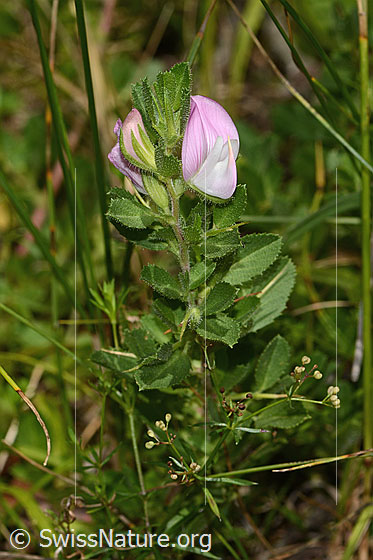 Foto: Wahrscheinlich Kriechende Hauhechel (Ononis repens). Blüte und Blätter.