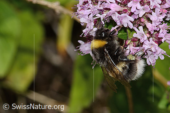 Photo: Bombus terrestris on Origanum vulgare. Length 22mm. Queen. View from diagonally above.