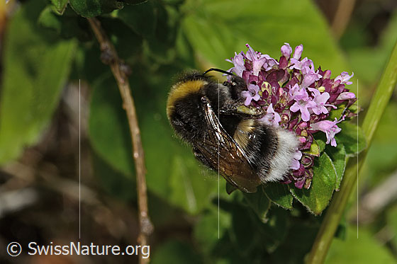 Photo: Bombus terrestris on Origanum vulgare. Length 22mm. Queen. View from above.