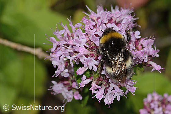 Foto: Dunkle Erdhummel (Bombus terrestris) auf Echtem Dost (Origanum vulgare). Länge 22mm. Königin. Ansicht von oben.
