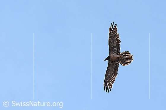 Foto: Bartgeier (Gypaetus barbatus) im Vorbeiflug. Ansicht von unten.