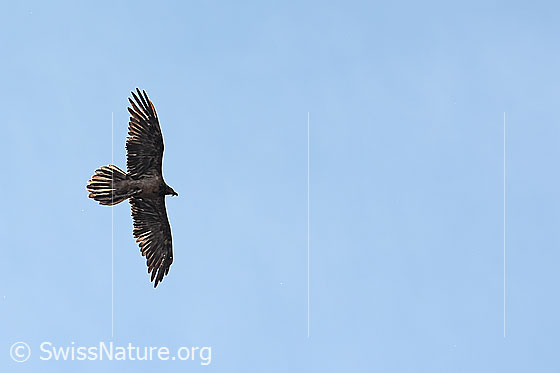 Foto: Bartgeier (Gypaetus barbatus) im Vorbeiflug. Mit einer Kralle hält der Bartgeier einen Knochen fest. Ansicht von unten.