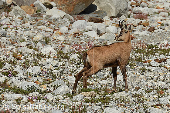 Foto: Gämse (Rupicapra rupicapra). Ansicht von der Seite.