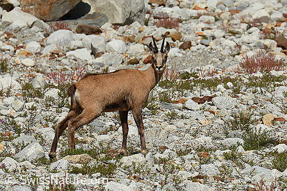 Foto: Gämse (Rupicapra rupicapra). Ansicht von der Seite.