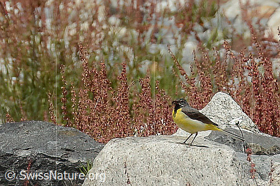 Foto: Gebirgsstelze (Motacilla cinerea). Männchen. Ansicht von der Seite.