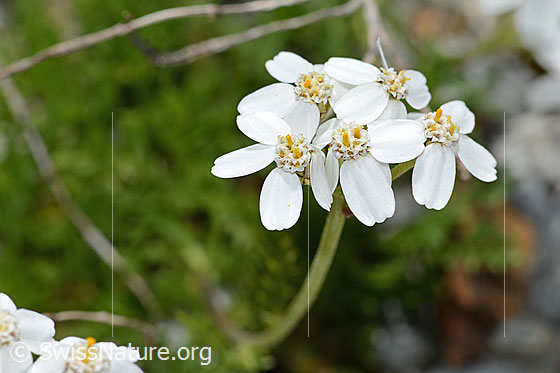 Photo: Achillea erba-rotta ssp. Moschata. Blossoms.