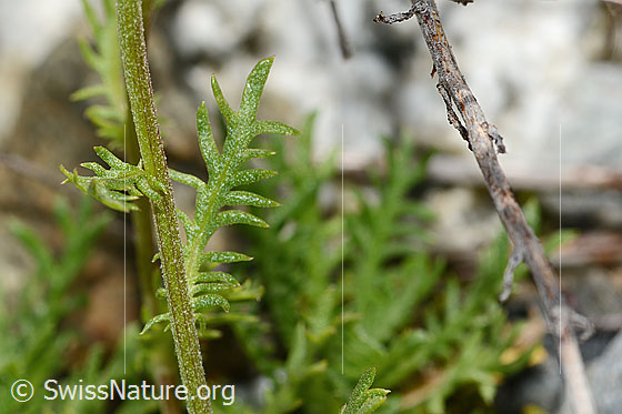 Photo: Achillea erba-rotta ssp. Moschata. Stem and leaf.