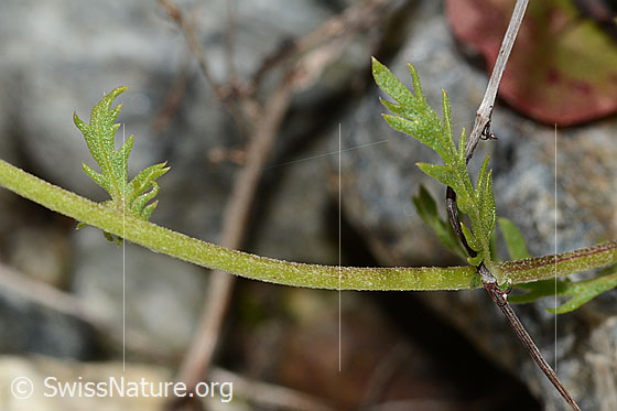 Photo: Achillea erba-rotta ssp. Moschata. Stem.