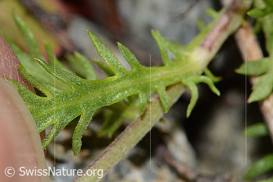 Foto: Moschus-Schafgarbe (Achillea erba-rotta ssp. moschata). Blattunterseite.