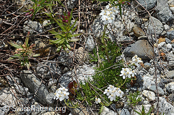 Foto: Moschus-Schafgarbe (Achillea erba-rotta ssp. moschata). Ganze Pflanze (Habitus).