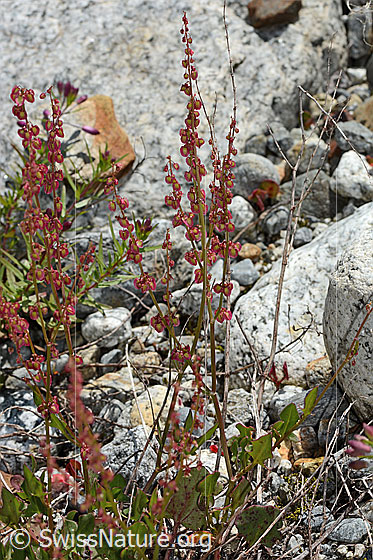 Foto: Schildblättriger Ampfer (Rumex scutatus). Ganze Pflanze (Habitus).