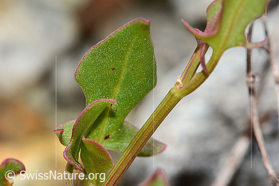 Foto: Schildblättriger Ampfer (Rumex scutatus). Blätter und Stängel.