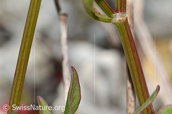 Foto: Schildblättriger Ampfer (Rumex scutatus). Stängel.