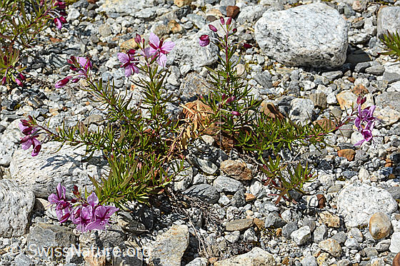 Foto: Fleischers Weidenröschen (Epilobium fleischeri). Ganze Pflanze (Habitus).