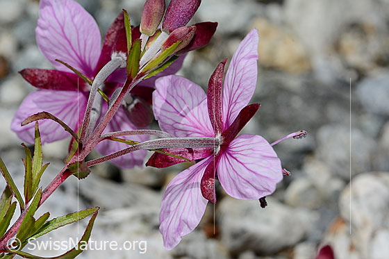 Foto: Fleischers Weidenröschen (Epilobium fleischeri). Blüte. Ansicht von hinten.