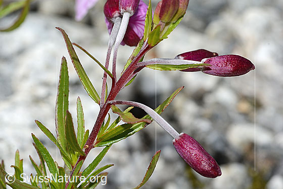 Foto: Fleischers Weidenröschen (Epilobium fleischeri). Knospen.