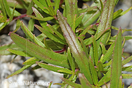 Photo: Epilobium fleischeri. Leaves.