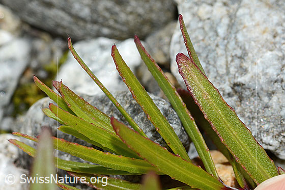 Foto: Fleischers Weidenröschen (Epilobium fleischeri). Blätter.