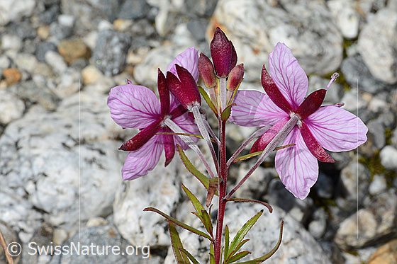Foto: Fleischers Weidenröschen (Epilobium fleischeri). Stängel und Blüten. Ansicht von hinten.