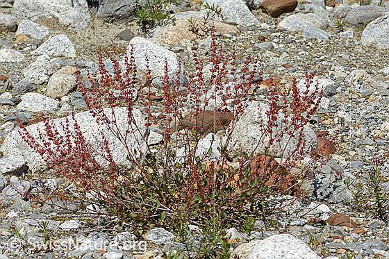 Foto: Schildblättriger Ampfer (Rumex scutatus). Ganze Pflanze (Habitus).