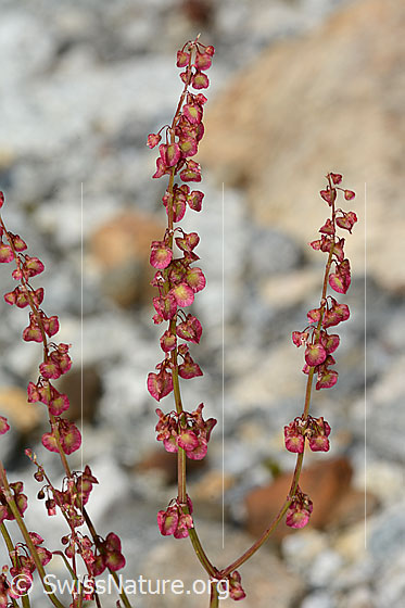 Foto: Schildblättriger Ampfer (Rumex scutatus). Blüten.