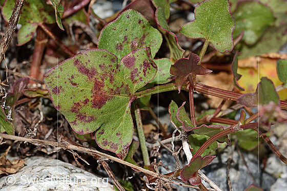 Foto: Schildblättriger Ampfer (Rumex scutatus). Blatt.