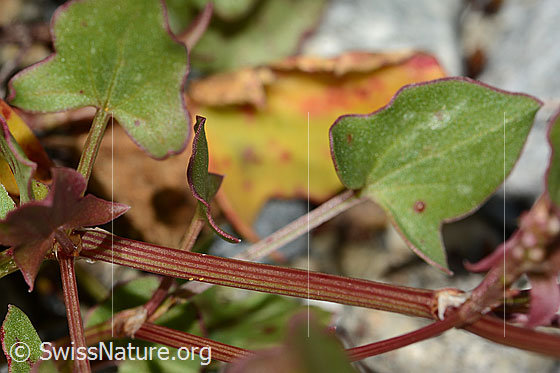 Foto: Schildblättriger Ampfer (Rumex scutatus). Stängel und Blatt.