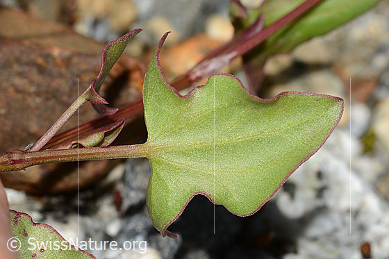 Foto: Schildblättriger Ampfer (Rumex scutatus). Blattunterseite.